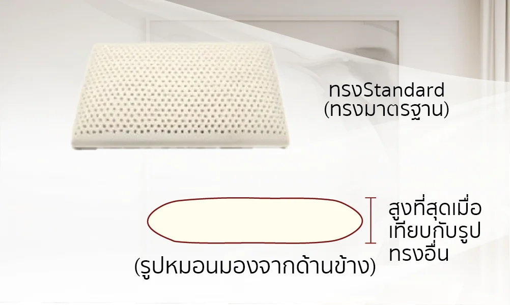 หมอนยางพาราStandard